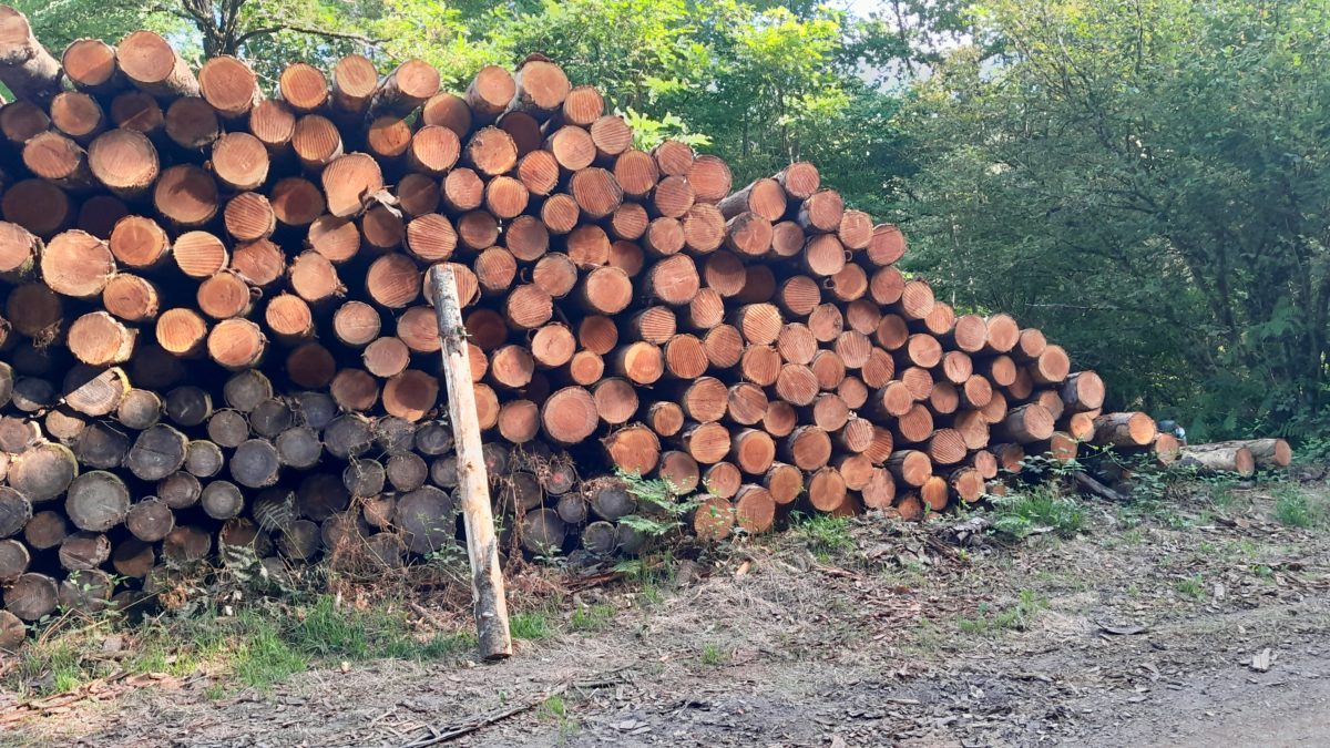 Stock de Douglas WoodSpars, provenance Morbihan.